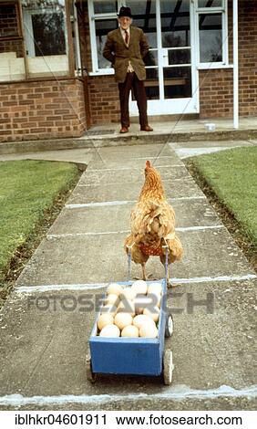 Stock Image - Chicken pulls egg cart, England, Great Britain. Fotosearch
