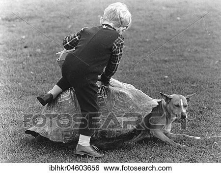 Child and a dog playing with a turtle shell, England, Great Britain View Large Photo Image Stock Photograph - Child and a dog playing with a turtle shell, England, Great Britain. Fotosearch