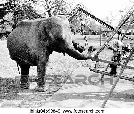 Child and elephant swinging, England, Great Britain View Large Photo Image Stock Photo - Child and elephant swinging, England, Great Britain. Fotosearch
