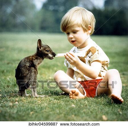 Child feeds small kangaroo, England, Great Britain View Large Photo Image Stock Photo - Child feeds small kangaroo, England, Great Britain. Fotosearch