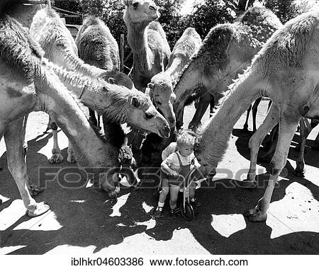 Child on tricycle is sniffed by camels, England, Great Britain View Large Photo Image Stock Photograph - Child on tricycle is sniffed by camels, England, Great Britain. Fotosearch
