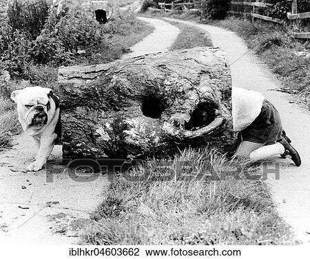 Child playing with Bulldog, England, Great Britain View Large Photo Image Stock Image - Child playing with Bulldog, England, Great Britain. Fotosearch
