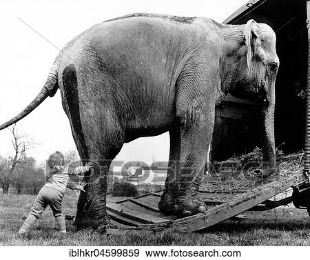 Child pushes elephants on the car, England, Great Britain View Large Photo Image Stock Photo - Child pushes elephants on the car, England, Great Britain. Fotosearch