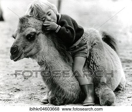Child sleeps on camel, England, Great Britain View Large Photo Image Stock Photo - Child sleeps on camel, England, Great Britain. Fotosearch