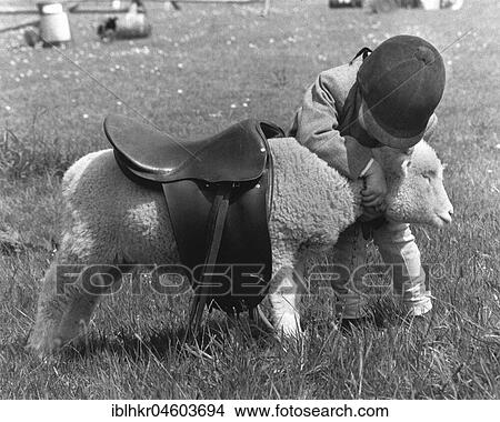Child tries to ride with a saddle on a sheep, England, Great Britain View Large Photo Image Picture - Child tries to ride with a saddle on a sheep, England, Great Britain. Fotosearch