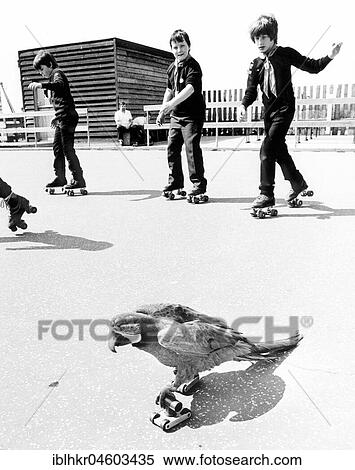 Children and parrots roller-skating, England, Great Britain View Large Photo Image Stock Photography - Children and parrots roller-skating, England, Great Britain. Fotosearch