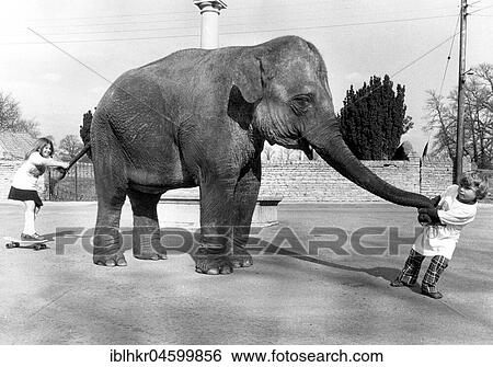 Stock Photograph - Children play with elephant, England, Great Britain. Fotosearch