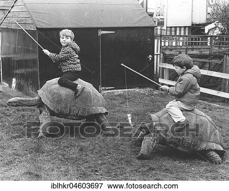 Stock Photo - Children ride on giant tortoises, England, Great Britain. Fotosearch