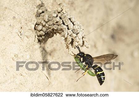 Chimney wasp approaching the cave with weevil larva, Bielefeld-Ummeln, North Rhine-Westphalia View Large Photo Image Stock Image - Chimney wasp approaching the cave with weevil larva, Bielefeld-Ummeln, North Rhine-Westphalia. Fotosearch