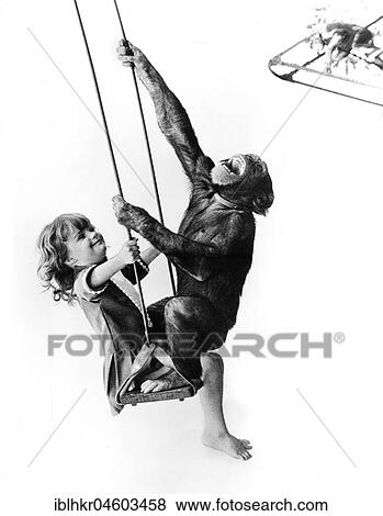 Chimpanzee and girl on the swing, England, Great Britain View Large Photo Image Stock Photo - Chimpanzee and girl on the swing, England, Great Britain. Fotosearch