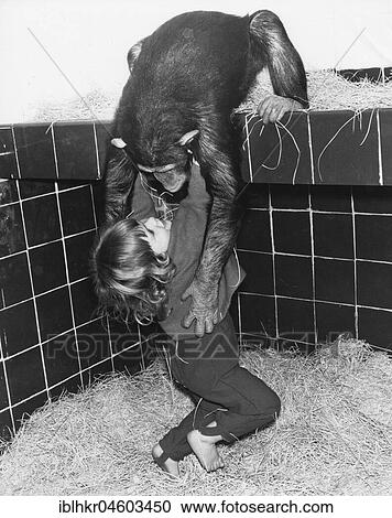 Stock Image - Chimpanzee and girl playing in the stable, England, Great Britain. Fotosearch