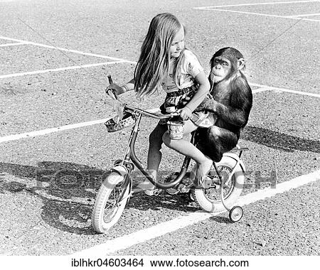 Chimpanzee and girl riding a bicycle, England, Great Britain View Large Photo Image Picture - Chimpanzee and girl riding a bicycle, England, Great Britain. Fotosearch