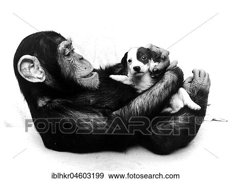 Stock Photo - Chimpanzee and young Jack Russell Terrier cuddling with each other, England, Great Britain. Fotosearch