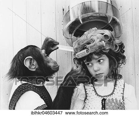 Chimpanzee as a hairdresser, England, Great Britain View Large Photo Image Stock Photo - Chimpanzee as a hairdresser, England, Great Britain. Fotosearch