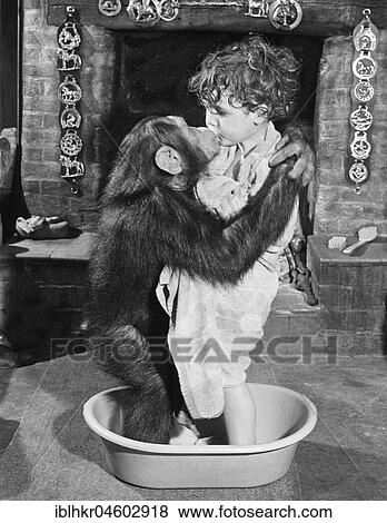 Chimpanzee bathes with child, England, Great Britain View Large Photo Image Stock Photo - Chimpanzee bathes with child, England, Great Britain. Fotosearch