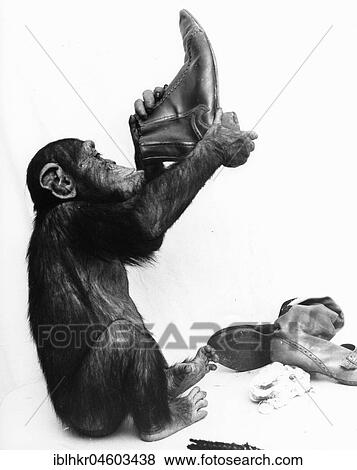 Chimpanzee cleans shoes, England, Great Britain View Large Photo Image Stock Photo - Chimpanzee cleans shoes, England, Great Britain. Fotosearch
