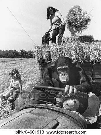 Chimpanzee drives a tractor, England, Great Britain View Large Photo Image Stock Image - Chimpanzee drives a tractor, England, Great Britain. Fotosearch