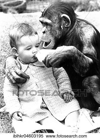 Chimpanzee feeds baby with milk from the bottle, England, Great Britain View Large Photo Image Stock Photography - Chimpanzee feeds baby with milk from the bottle, England, Great Britain. Fotosearch