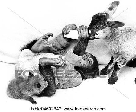 Chimpanzee feeds goat and fox, England, Great Britain View Large Photo Image Stock Photo - Chimpanzee feeds goat and fox, England, Great Britain. Fotosearch