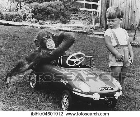 Stock Image - Chimpanzee in toy car, England, Great Britain. Fotosearch