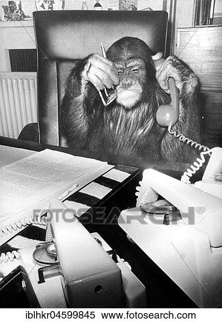Stock Photography - Chimpanzee on the phone at his desk, England, Great Britain. Fotosearch