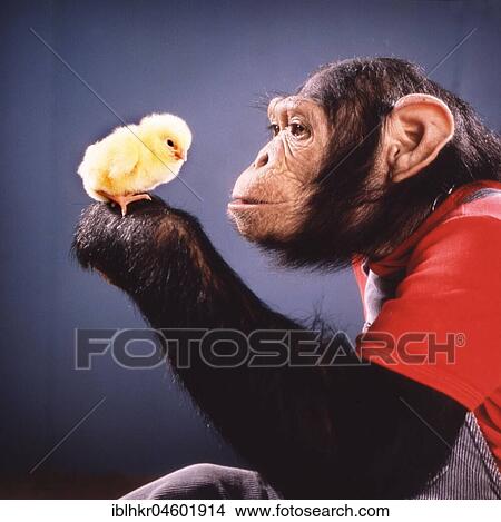 Picture - Chimpanzee plays with Kittens, England, Great Britain. Fotosearch