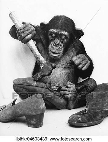 Chimpanzee repairs shoes, England, Great Britain View Large Photo Image Stock Photo - Chimpanzee repairs shoes, England, Great Britain. Fotosearch