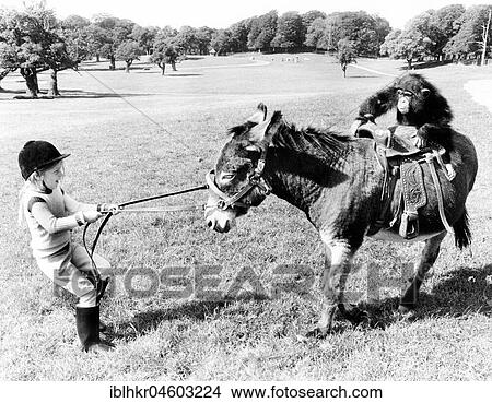 Picture - Chimpanzee rides on donkey, girl pulls donkey, England, Great Britain. Fotosearch