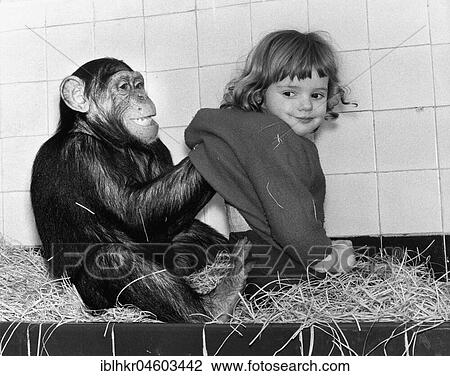 Chimpanzee scratches girls on the back, England, Great Britain View Large Photo Image Stock Image - Chimpanzee scratches girls on the back, England, Great Britain. Fotosearch