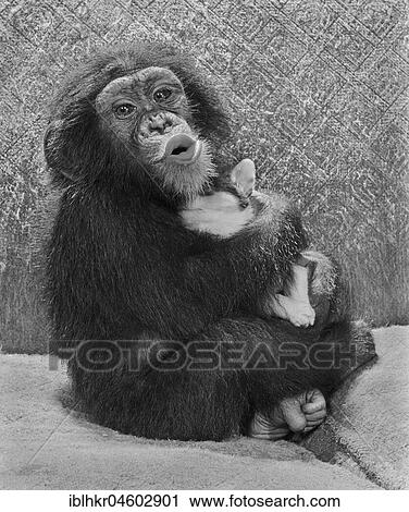 Stock Image - Chimpanzee with dog, England, Great Britain. Fotosearch