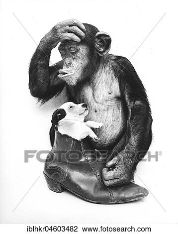 Stock Image - Chimpanzee with dog in shoe, England, Great Britain. Fotosearch