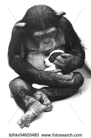 Chimpanzee with Jack Russell Terrier puppy in it's arms, England, Great Britain View Large Photo Image Stock Image - Chimpanzee with Jack Russell Terrier puppy in it's arms, England, Great Britain. Fotosearch