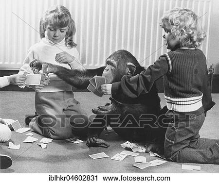 Stock Image - Chimpanzees and children play cards, England, Great Britain. Fotosearch