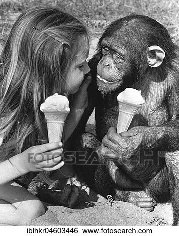 Stock Photograph - Chimpanzees and girls eat ice cream, England, Great Britain. Fotosearch