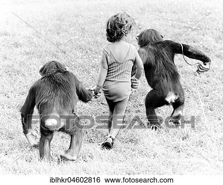 Chimpanzees and girls take a walk, England, Great Britain View Large Photo Image Stock Photograph - Chimpanzees and girls take a walk, England, Great Britain. Fotosearch