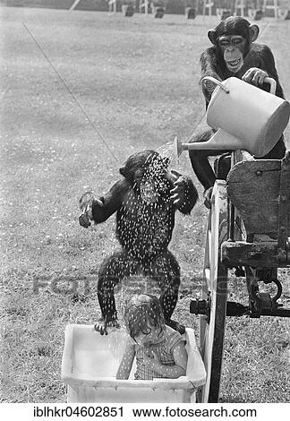 Chimpanzees wash a girl, England, Great Britain View Large Photo Image Stock Image - Chimpanzees wash a girl, England, Great Britain. Fotosearch