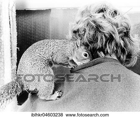 Chipmunk cuddles with a woman, rear view, England, Great Britain View Large Photo Image Stock Photo - Chipmunk cuddles with a woman, rear view, England, Great Britain. Fotosearch