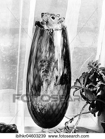 Stock Photo - Chipmunk looks out of a vase, England, Great Britain. Fotosearch