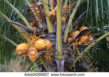 Coconut palm (Cocos nucifera) with ripe coconuts, Mahe Island, Seychelles, Africa View Large Photo Image Stock Photo - Coconut palm (Cocos nucifera) with ripe coconuts, Mahe Island, Seychelles, Africa. Fotosearch