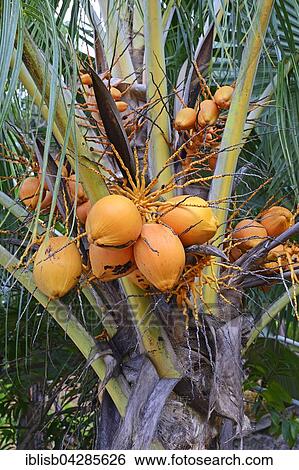 Coconut palm (Cocos nucifera) with ripe coconuts, Mahe Island, Seychelles, Africa View Large Photo Image Stock Photograph - Coconut palm (Cocos nucifera) with ripe coconuts, Mahe Island, Seychelles, Africa. Fotosearch