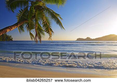 Coconut tree overhanging, in the beautiful bay of Baie Lazare, evening light, Mahe Island, West Coast, Seychelles, Africa View Large Photo Image Stock Photo - Coconut tree overhanging, in the beautiful bay of Baie Lazare, evening light, Mahe Island, West Coast, Seychelles, Africa. Fotosearch