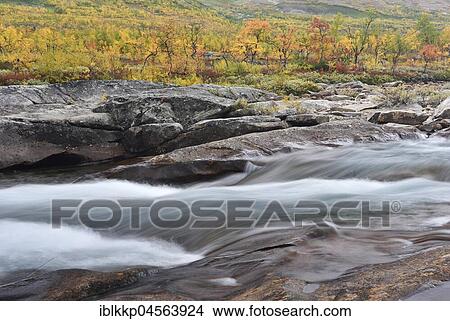 Colourful trees in autumn, rapids in the river Saltelva, Saltdal, Norway, Europe View Large Photo Image Picture - Colourful trees in autumn, rapids in the river Saltelva, Saltdal, Norway, Europe. Fotosearch