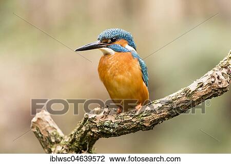 Common kingfisher (Alcedo atthis) sits on branch, North Rhine-Westphalia, Germany, Europe View Large Photo Image Stock Image - Common kingfisher (Alcedo atthis) sits on branch, North Rhine-Westphalia, Germany, Europe. Fotosearch