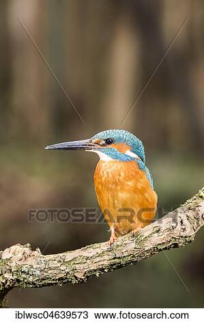 Common kingfisher (Alcedo atthis) sits on branch, North Rhine-Westphalia, Germany, Europe View Large Photo Image Stock Image - Common kingfisher (Alcedo atthis) sits on branch, North Rhine-Westphalia, Germany, Europe. Fotosearch