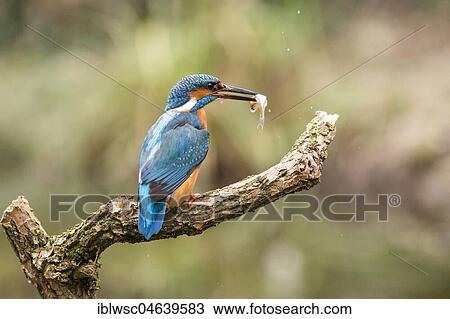 Common kingfisher (Alcedo atthis) sits on branch, fish as prey, North Rhine-Westphalia, Germany, Europe View Large Photo Image Stock Image - Common kingfisher (Alcedo atthis) sits on branch, fish as prey, North Rhine-Westphalia, Germany, Europe. Fotosearch