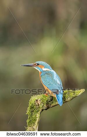 Common kingfisher (Alcedo atthis) sits on mossy branch, North Rhine-Westphalia, Germany, Europe View Large Photo Image Stock Image - Common kingfisher (Alcedo atthis) sits on mossy branch, North Rhine-Westphalia, Germany, Europe. Fotosearch