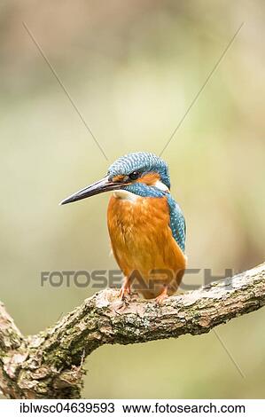 Common kingfisher (Alcedo atthis) sits on branch, North Rhine-Westphalia, Germany, Europe View Large Photo Image Stock Image - Common kingfisher (Alcedo atthis) sits on branch, North Rhine-Westphalia, Germany, Europe. Fotosearch