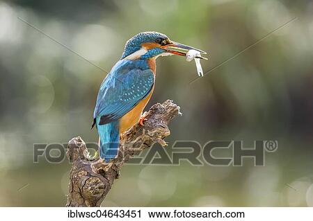 Common kingfisher (Alcedo atthis) sits on branch with fish as prey, North Rhine-Westphalia, Germany, Europe View Large Photo Image Stock Image - Common kingfisher (Alcedo atthis) sits on branch with fish as prey, North Rhine-Westphalia, Germany, Europe. Fotosearch