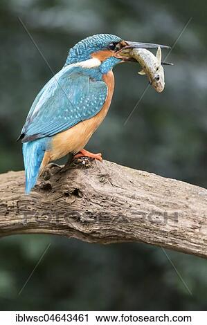 Common kingfisher (Alcedo atthis) sits on branch with fish as prey, North Rhine-Westphalia, Germany, Europe View Large Photo Image Stock Image - Common kingfisher (Alcedo atthis) sits on branch with fish as prey, North Rhine-Westphalia, Germany, Europe. Fotosearch