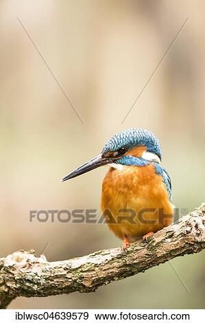 Stock Photo - Common kingfisher (Alcedo atthis) sits on branch, North Rhine-Westphalia, Germany, Europe. Fotosearch